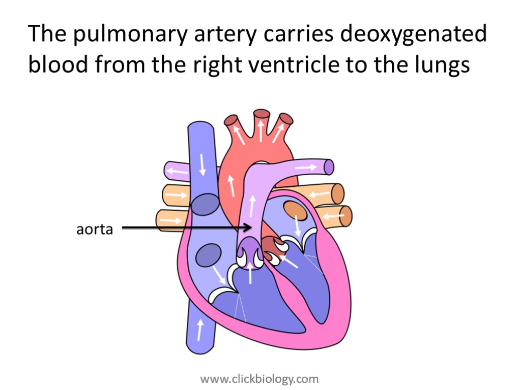 The pulmonary artery carries deoxygenated blood from the right ventricle to the lungs aorta